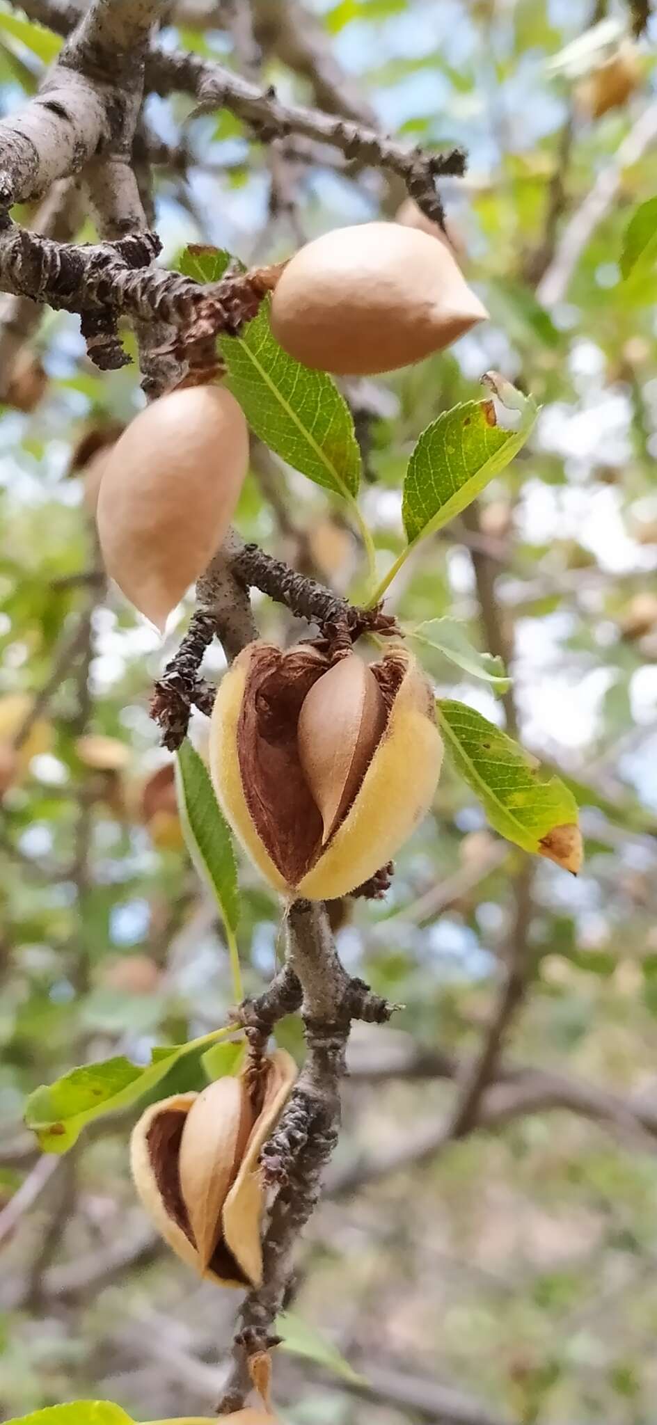 Prunus bucharica (Korsh.) B. Fedtsch. resmi