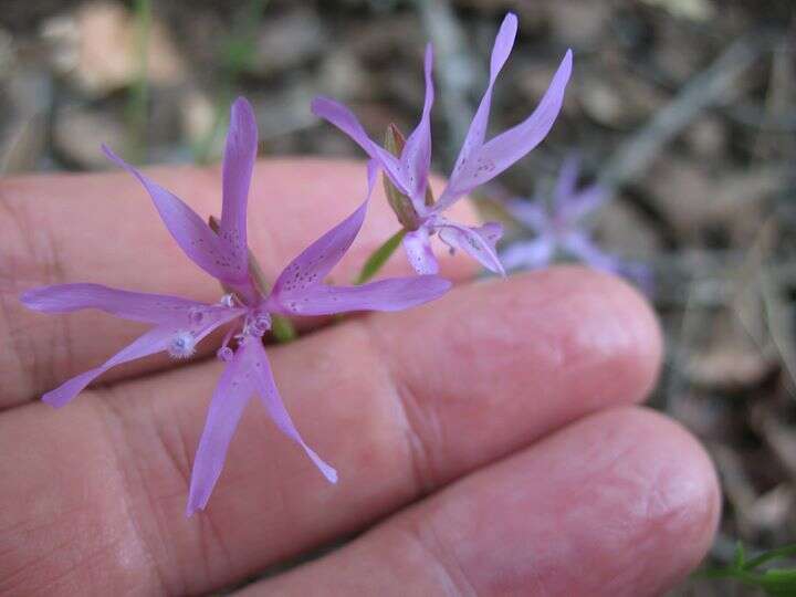 Plancia ëd Clarkia biloba subsp. biloba