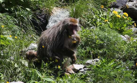 Image of Japanese Macaque