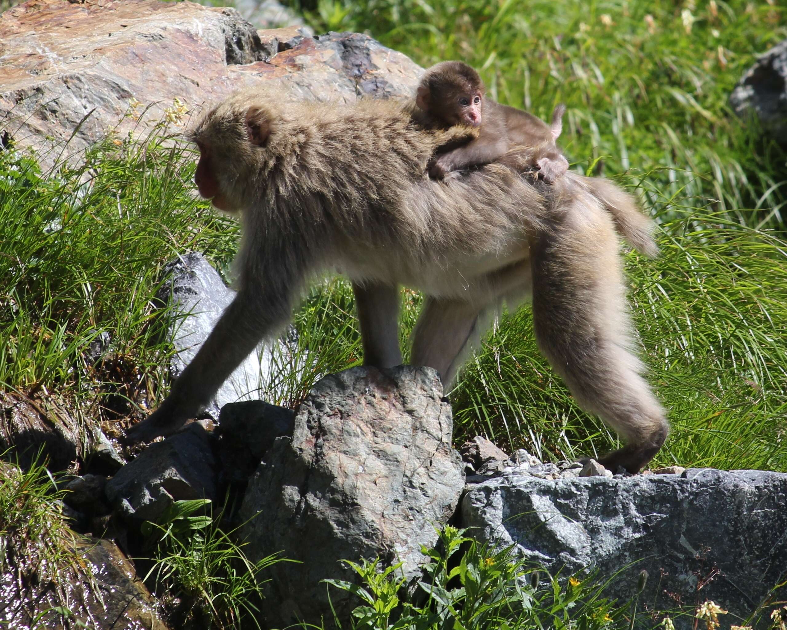 Image de Macaque Japonais