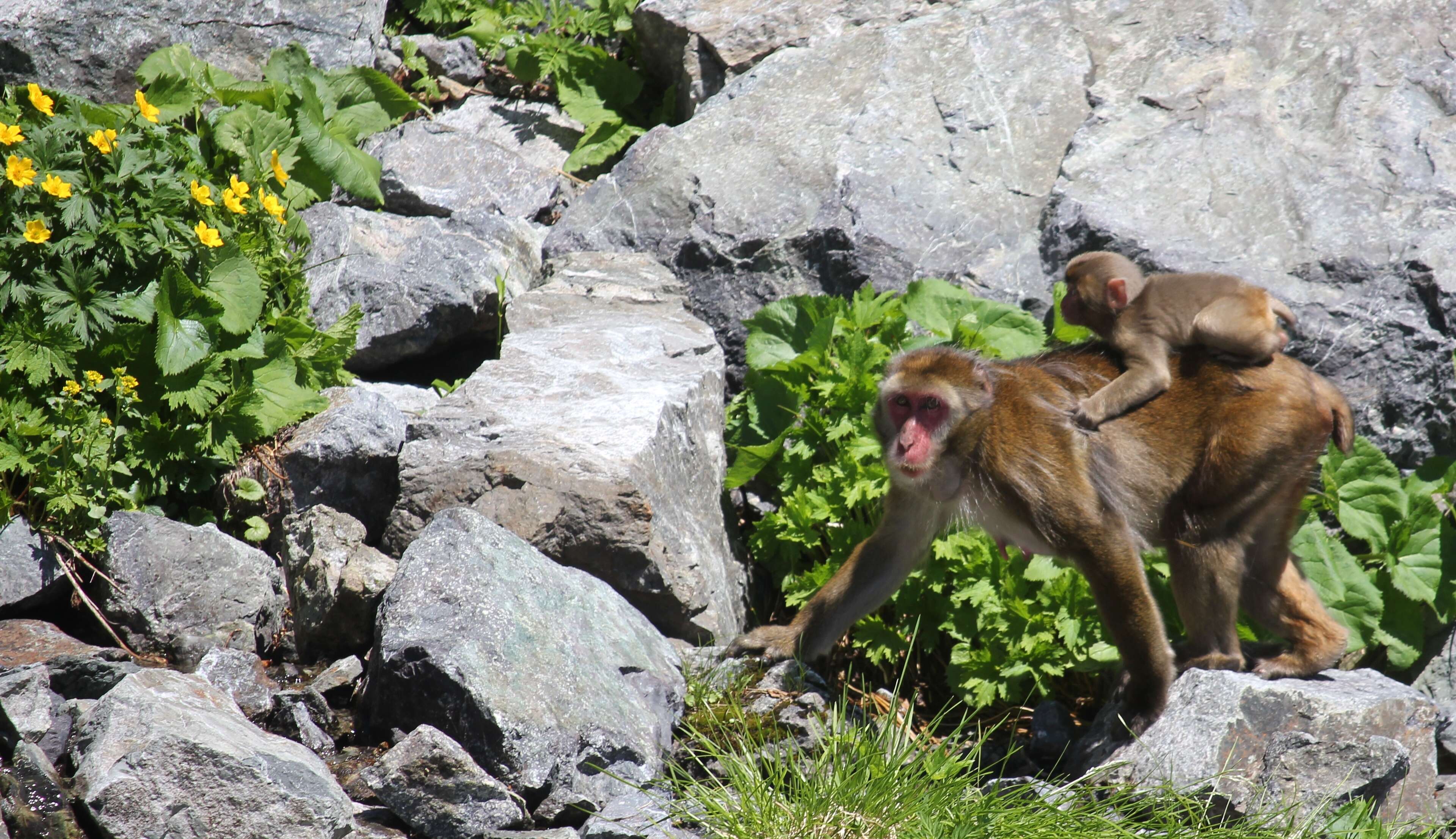 Image de Macaque Japonais