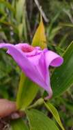 Imagem de Sobralia macrantha Lindl.