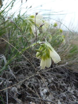 Image of Onosma simplicissima