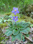 Image of Pyrenean-Violet