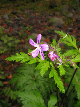 Image of Geranium reuteri Aedo & Muñoz Garm.