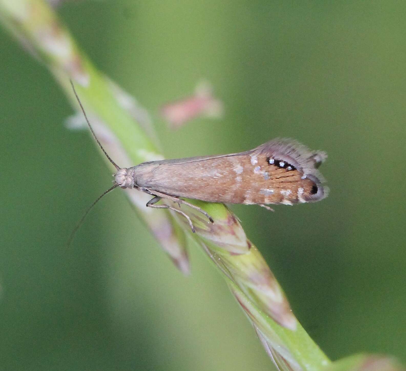 Слика од Glyphipterix thrasonella Scopoli 1763