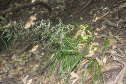 Image of Poa anceps G. Forst.