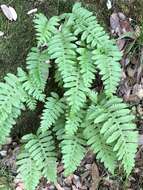 Polypodium calirhiza S. A. Whitmore & A. R. Smith的圖片