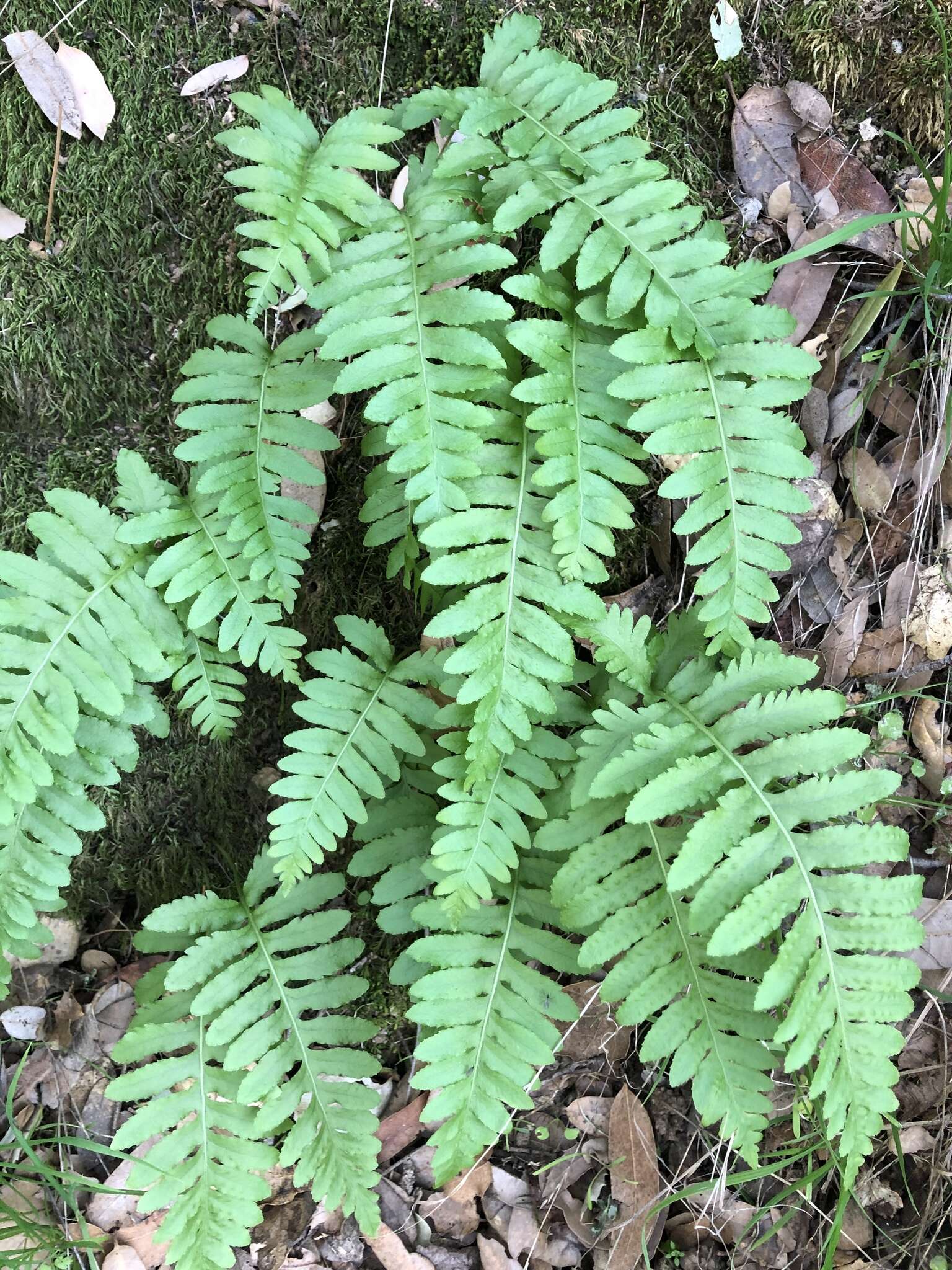 Image of nested polypody