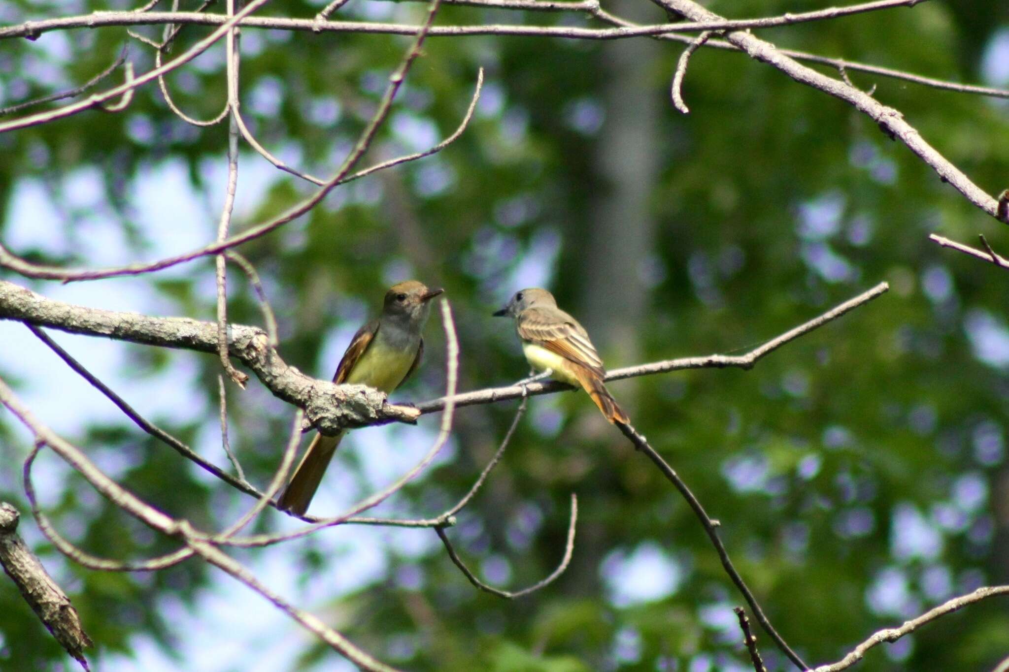 Image of Great Crested Flycatcher