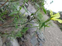 Image de Haplophyton crooksii (L. D. Benson) L. D. Benson