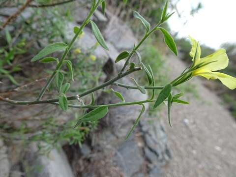 Image of cockroachplant