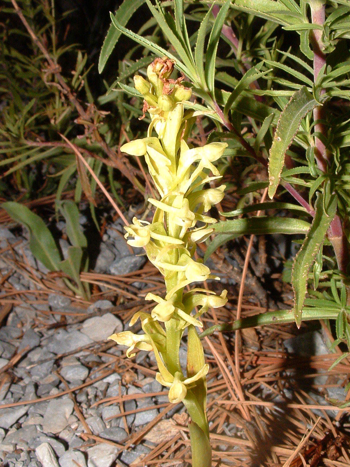 Image of Shortflowered bog orchid