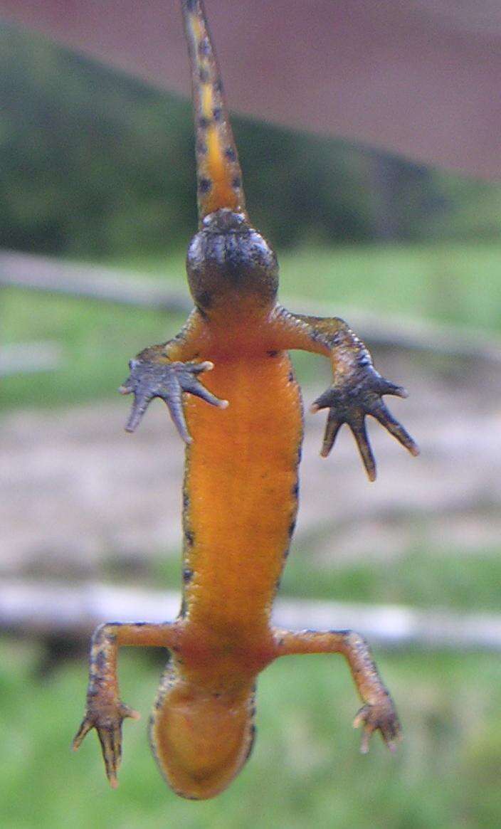 Image of Carpathian Newt