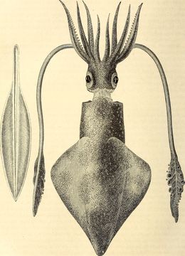 Image of European squid