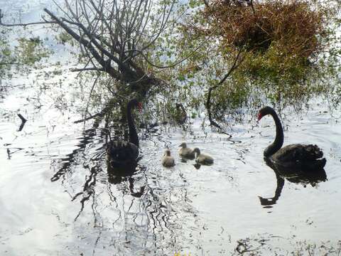 Image of Black Swan