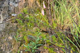 Image of Penstemon lanceolatus Benth.