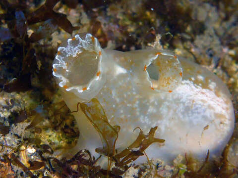 Image of Sea squirt