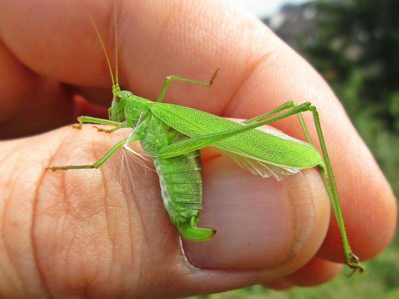 Image of sickle-bearing bush-cricket