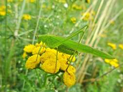 Image of sickle-bearing bush-cricket