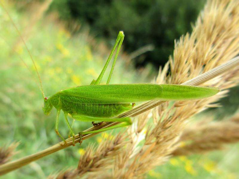 Image of sickle-bearing bush-cricket