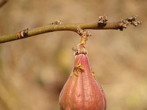 Imagem de Cochlospermum planchonii Hook. fil. ex Planch.