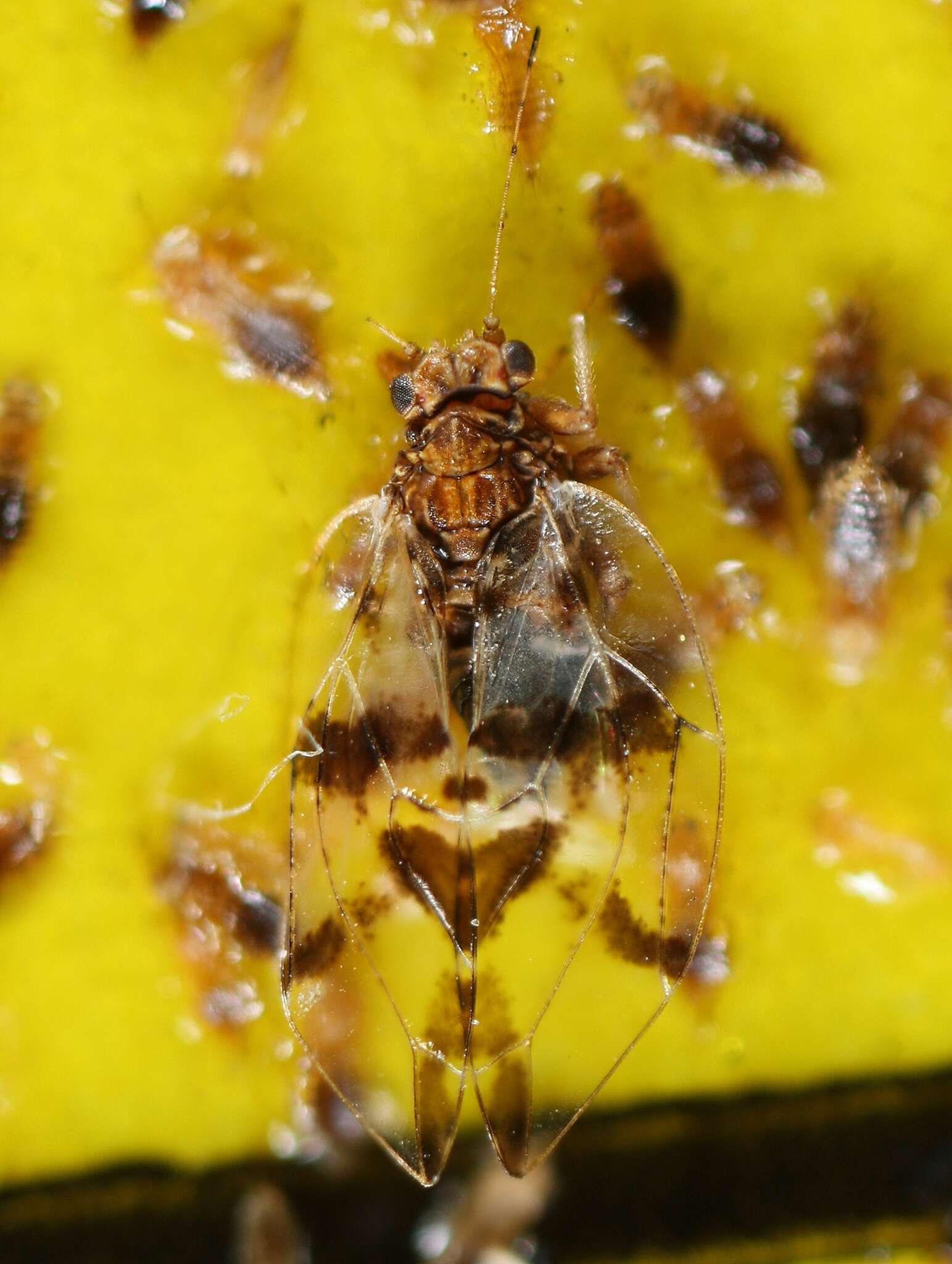 Image of Bactericera maculipennis (Crawford 1910)