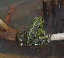 Image of Pelophylax esculentus