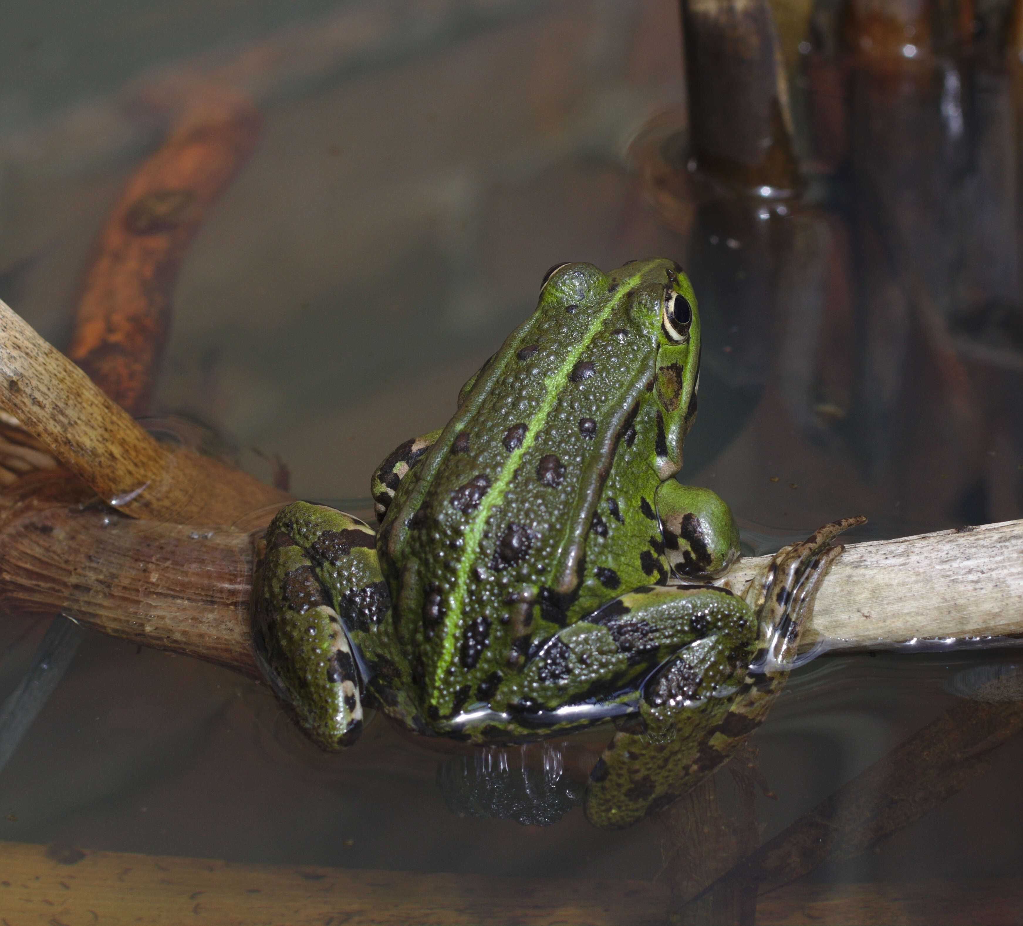 Image of Pelophylax esculentus