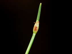 Image of Isolepis aucklandica Hook. fil.