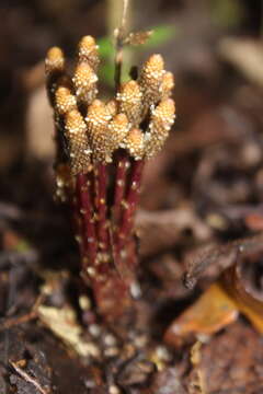 Image of Epirixanthes