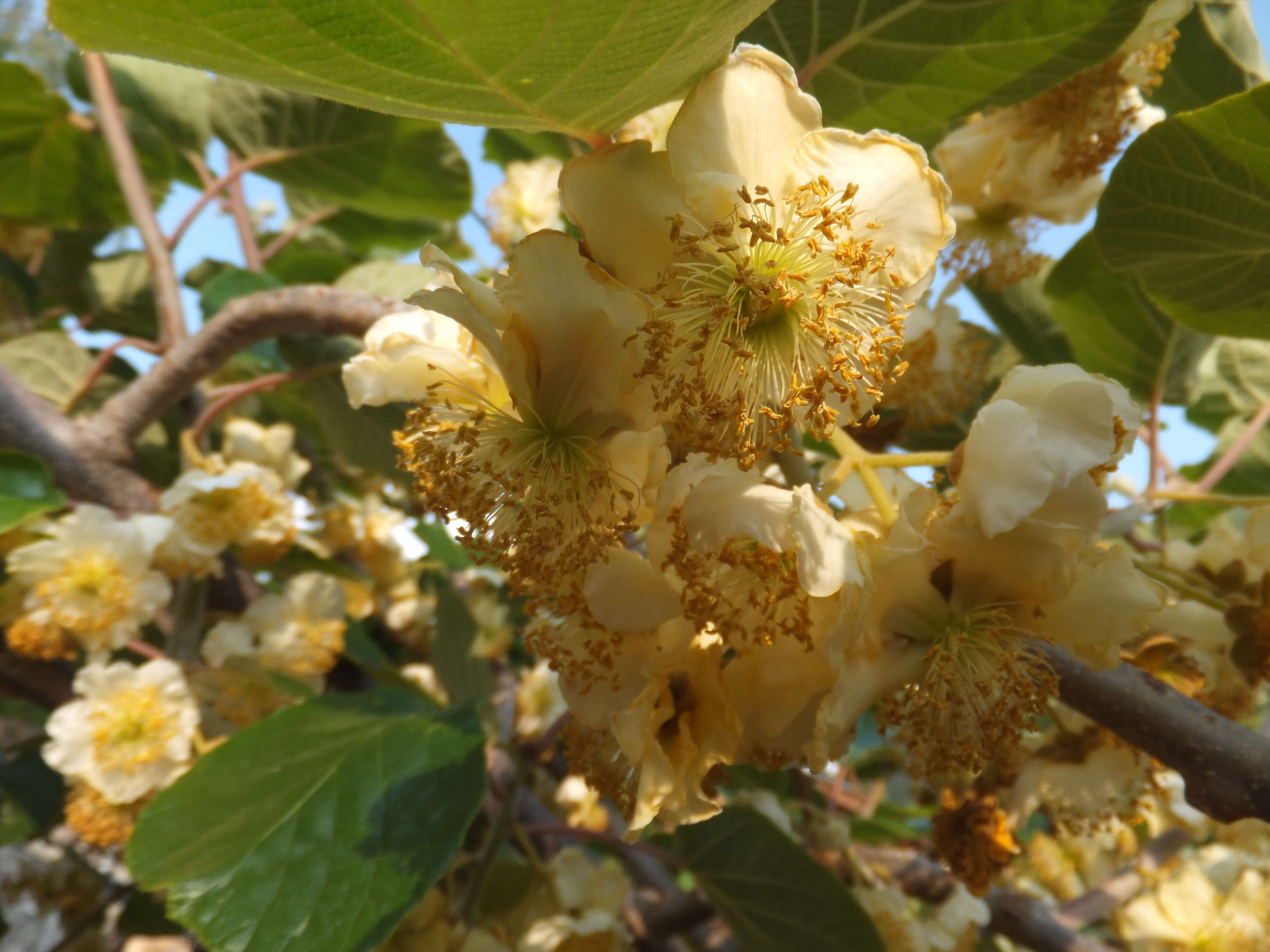 Imagem de Actinidia chinensis Planch.