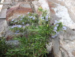 Image of Rosemary