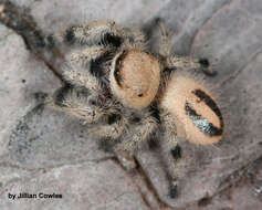 Image of jumping spider