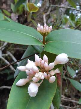 Imagem de Medinilla venusta King