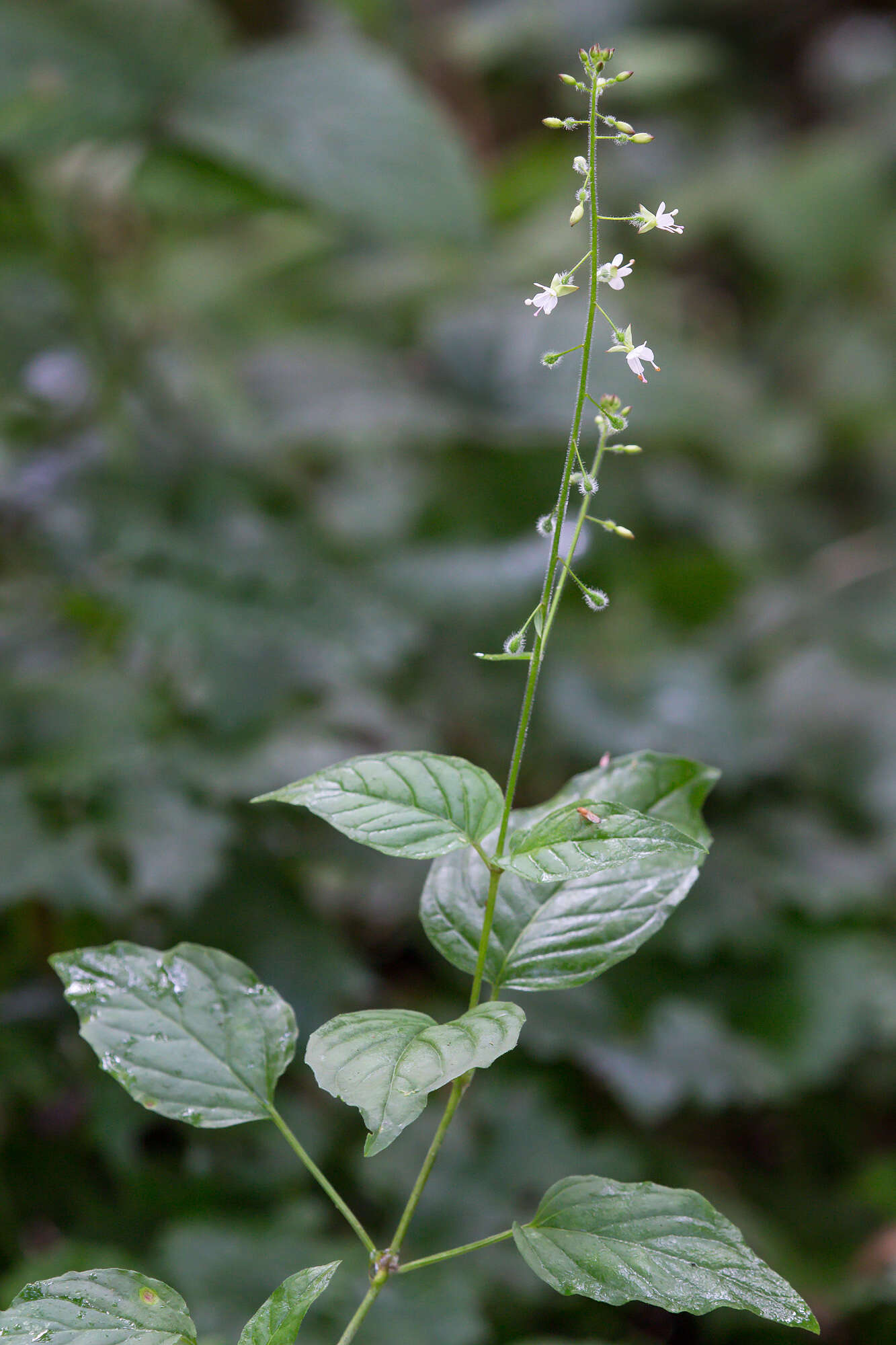 Plancia ëd Circaea lutetiana L.