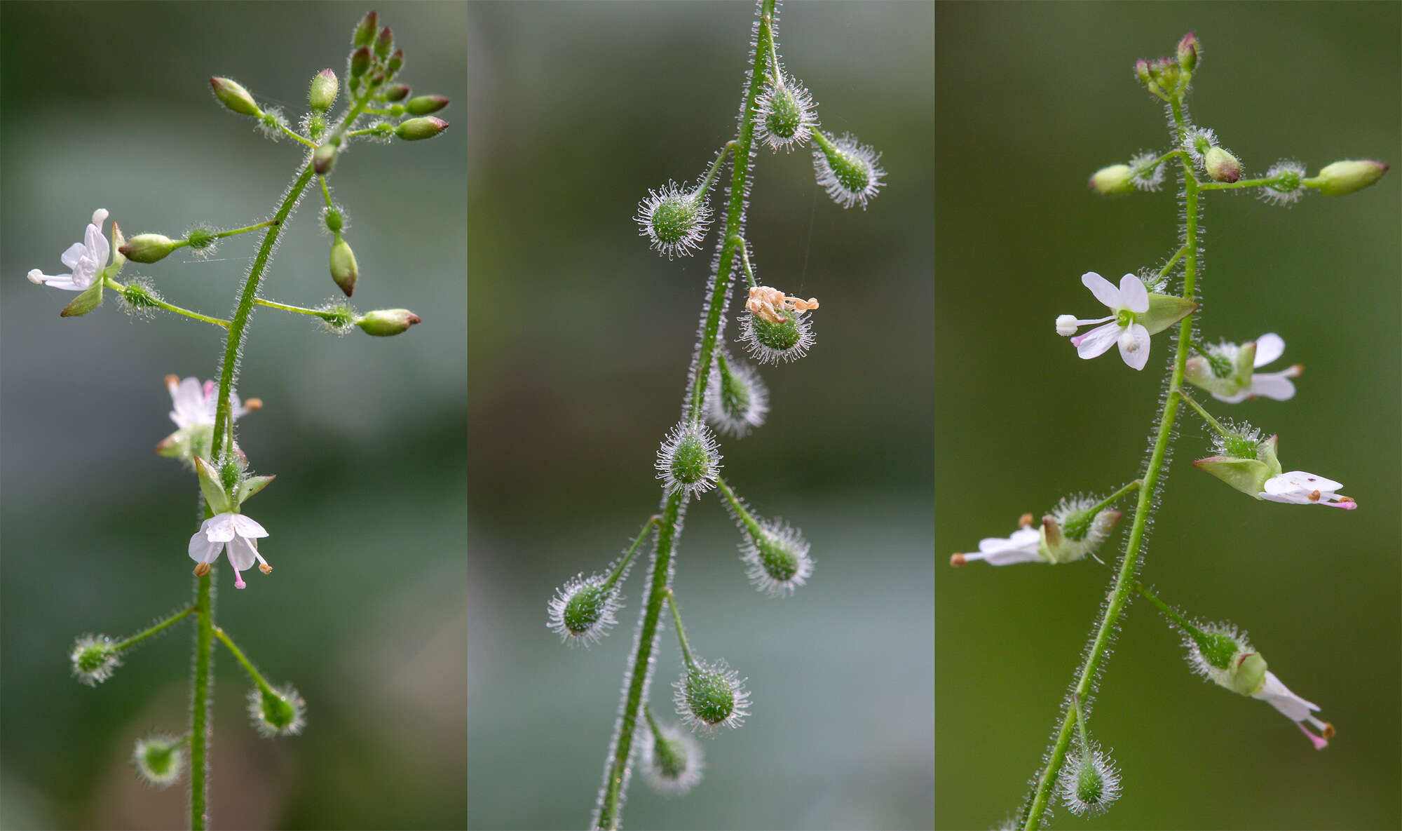 Plancia ëd Circaea lutetiana L.