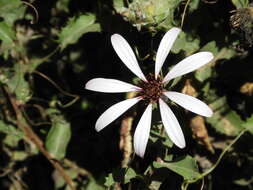 Image of Mutisia spinosa Ruiz & Pav.