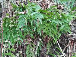 Image de Dryopteris lacera (Thunb.) Ktze.