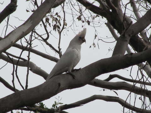 Image of Cacatua pastinator pastinator (Gould 1841)