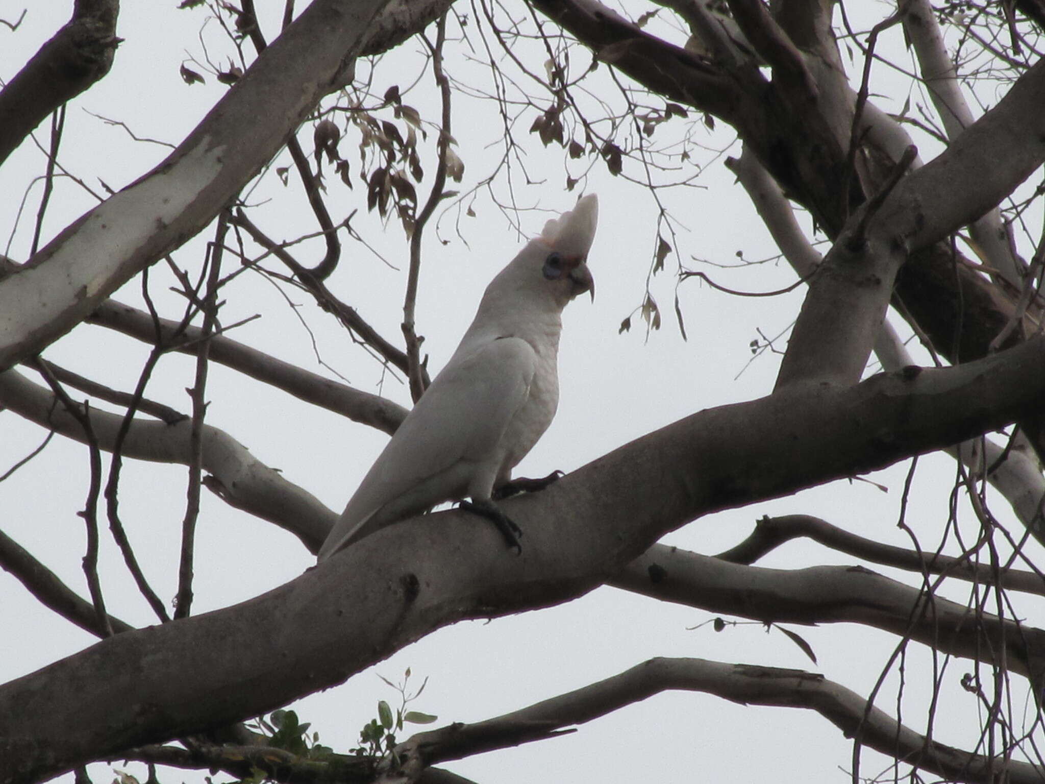 Cacatua pastinator pastinator (Gould 1841) resmi