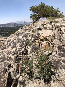 Image de Erigeron algidus Jepson