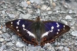 Image of purple emperor