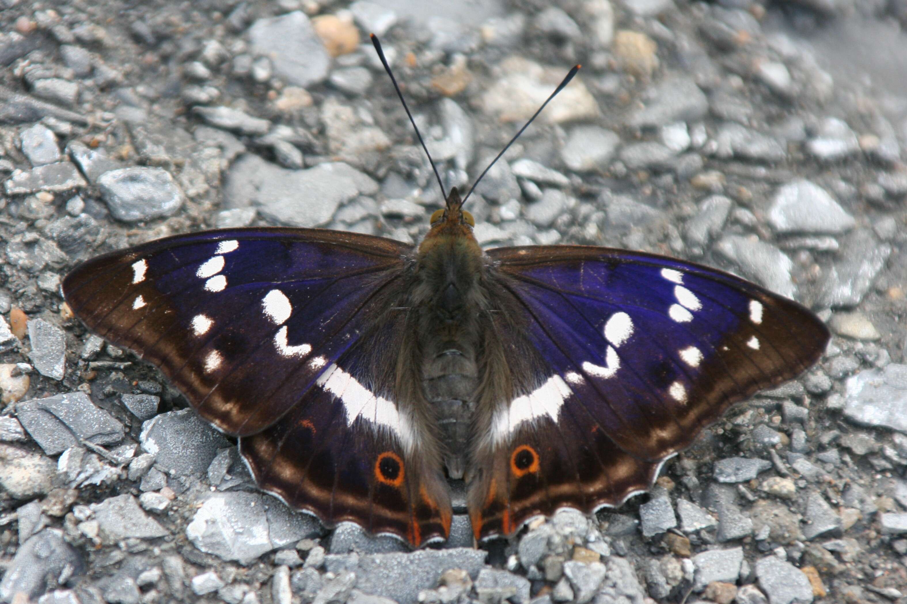 Image of purple emperor