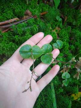 Image of Kidneyleaf twayblade