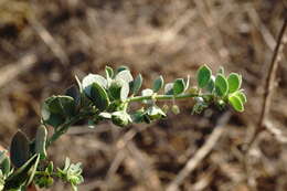 Image of Andrachne telephioides L.