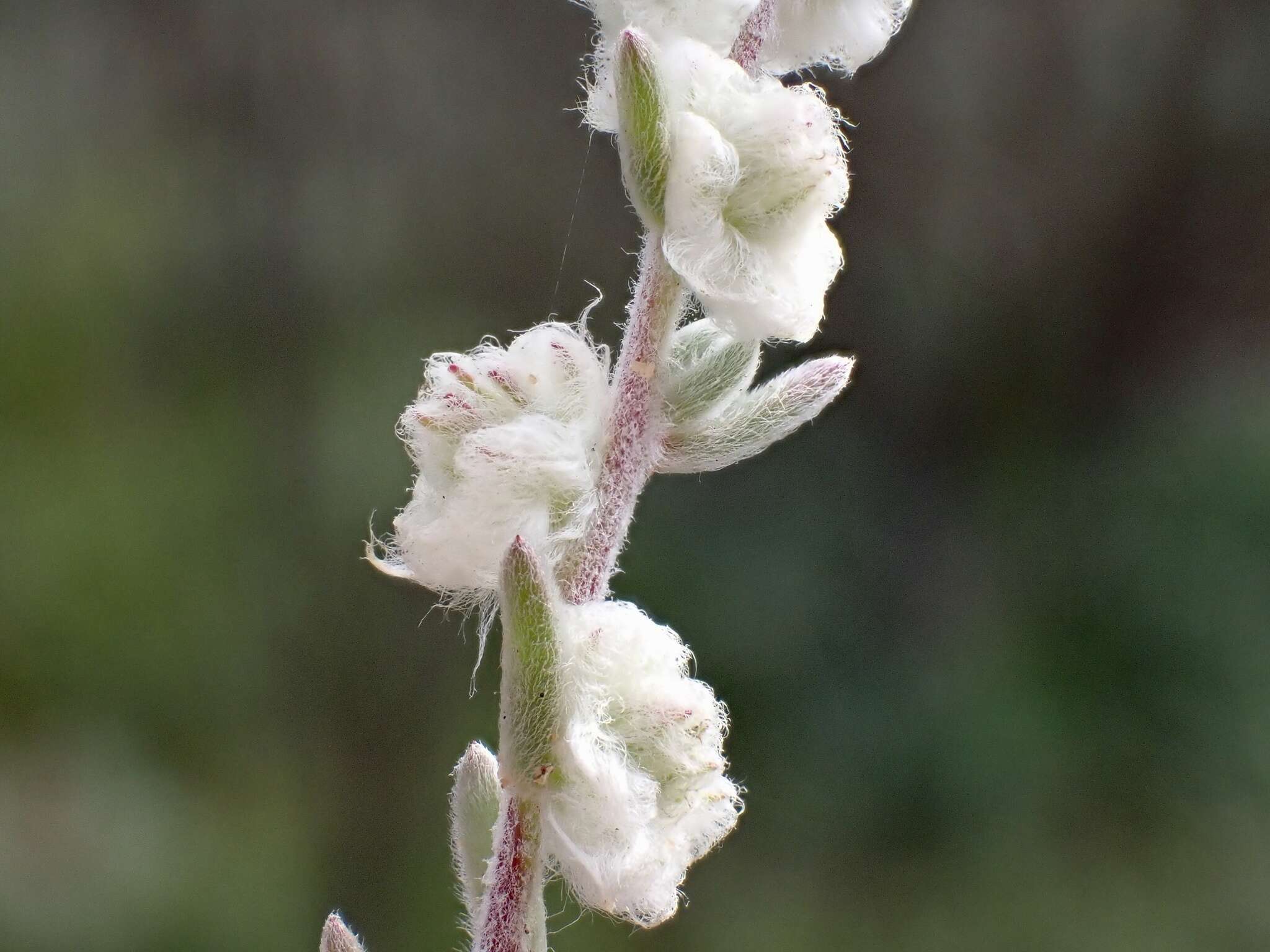 Image of Maireana sclerolaenoides (F. Müll.) P. G. Wilson