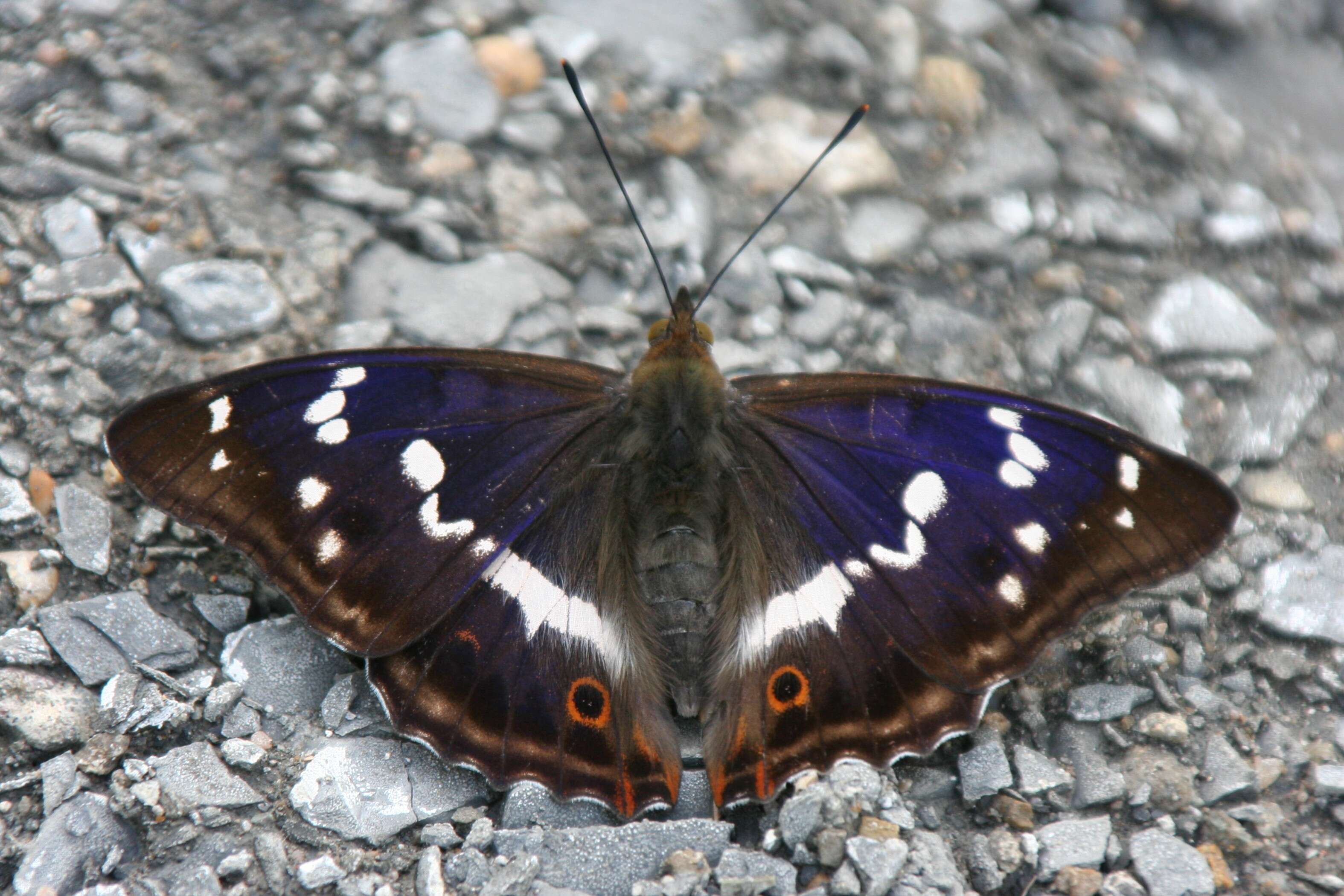 Imagem de Apatura iris Linnaeus 1758