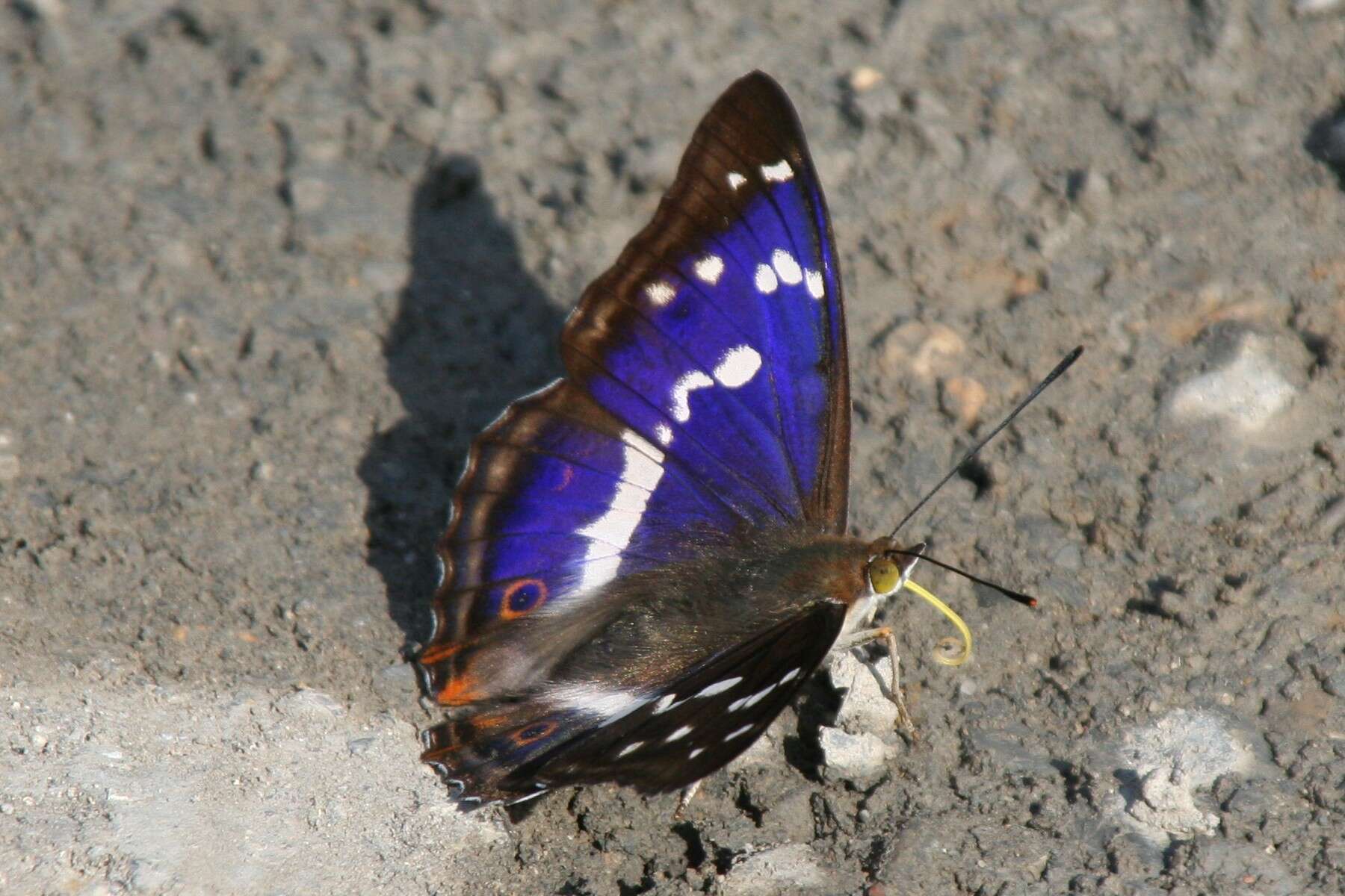 Image of purple emperor