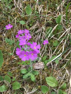 Plancia ëd Primula farinosa L.